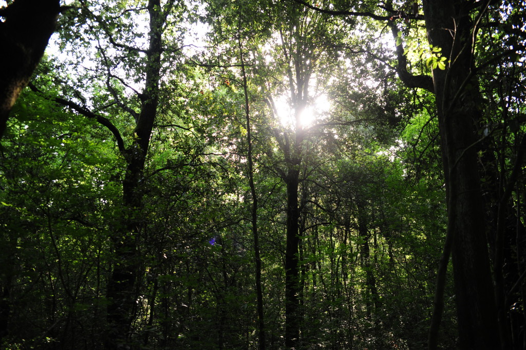 bosco di sargiano